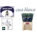IRIS Casablanca blanc - Supreme Flowers VOF