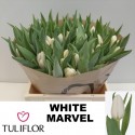 TU blanc Marvel - Tuliflor