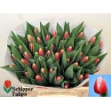 TU Outfit - Schipper Tulips