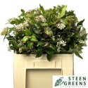 Viburnum blanc Flower - Steen Greens