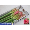 amaryllis zuurstok - van der Ende Flowers