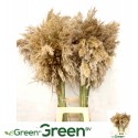 Cortaderia OV - eGreen BV