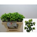 hypericum MAG vert POWER - Benev Flora Ltd