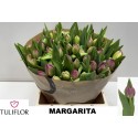 TU Margarita - Tuliflor