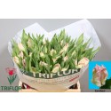 tulipe Zambesi blanc - Triflor