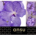 VANDA KAN ANGELITE - Ansu