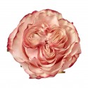 R EQ COUNTRY Candy rose - .