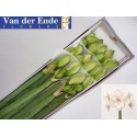 amaryllis DG NYMPH - van der Ende Flowers