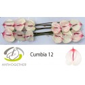anthurium CUMBIA - Anthogether Bouman