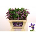 Clematis (Diversifolia Grp) Blue Pirouette...