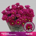 deco PURPLE STAR - Zentoo