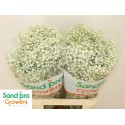 Gyps Xlence - Sand Pro Growers