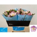 Helleborus queen's Light Pink - De Kokmeeuw