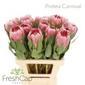 Protea Carnival - FreshCap