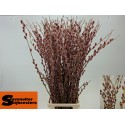 SALIX pink - VOF Stavenuiter
