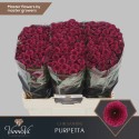 santini Purpetta - VannoVa Master Growers