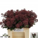 Skimmia jap. Rubella 40cm - Gebr. van Eijk BV
