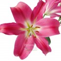 lilium ADELANTE - .