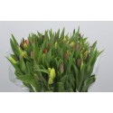 Tulp. mix p/10 - Kariflex Bv