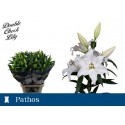 lilium PATHOS - Double Check Lily