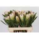 PROTEA blanc NIGHT - Flora United Portugal