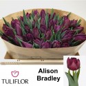 TU Alison Bradley - Tuliflor