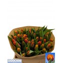 tulipe Atlas - Fers Flowers