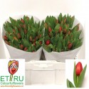 tulipe Escape rouge - ETRU colourfulflowers