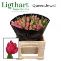 tulipe QUEEN JEWEL - Ligthart Bloembollen