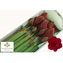 amaryllis DG RED SYMPHONY - Amaranthos...