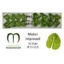 anthurium midori vert imp x 16 -...