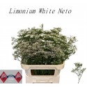 Limonium Caspium 'blanc Neto' - Paskal Farm