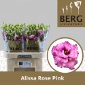 lysianthus G ALISSA ROSE PI - Berglisianthus