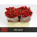 R branchue mirabel rouge 50 - Minaye Flowers