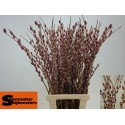 SALIX pink - VOF Stavenuiter