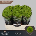 santini Peptalk - VannoVa Master Growers