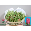 tulipe MARVEL PARROT - Triflor