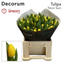 tulipe NOVI SUN - Fa. P. Spruit en Zn.