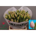 tulipe SWEET BREEZE - Triflor
