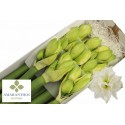 amaryllis DG WHI SYMPHONY - Amaranthos...