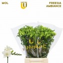 freesia Ambiance blc - UNICGOLD Mol Freesia