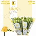 freesia YELENA - UNICGOLD Tesselaar