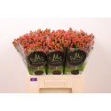 Hypericum androsaemum Tomato Flair -...
