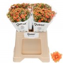 Kalanchoe 'Brilliant Orange' - Queen Holland