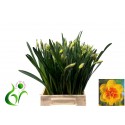 Narcis Tahiti - Fa LPM Zonneveld & Zn