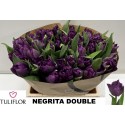 TU Purple Pion (double Late Grp) - Tuliflor