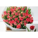 tulipe DOUBLE TWIST - Alpatrex Tulips BV