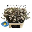 wax Moonl Delight - Sol Flowers