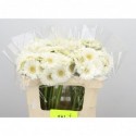 germini ALBINO - Oudijk Gerbera
