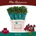 Alstroemeria Noize 40gr - Miss Alstroemeria